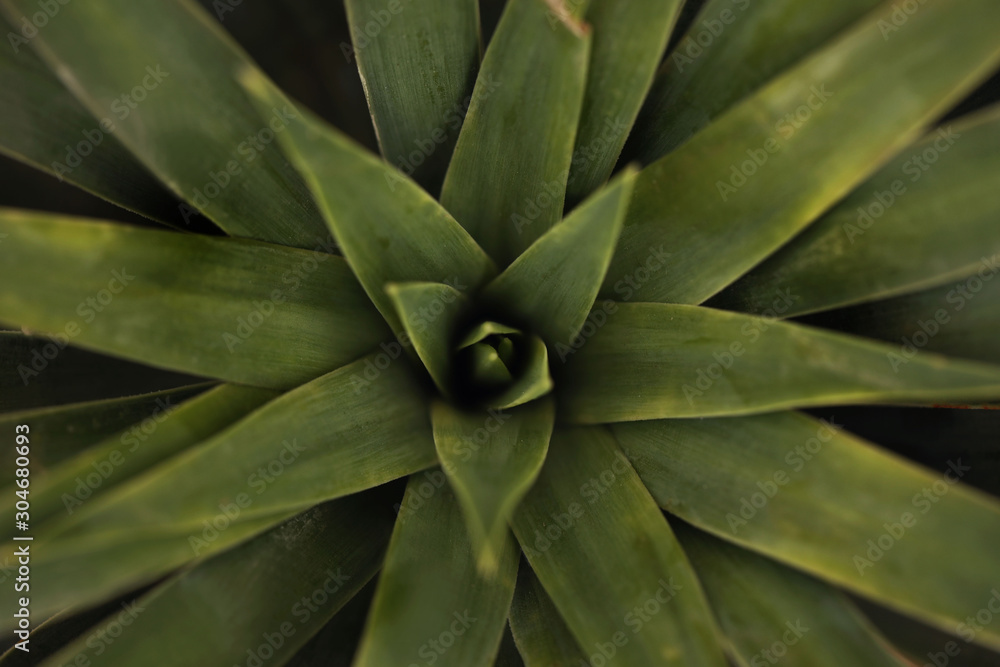 Macro of Aloe Vera. Macro of Aloe Vera.