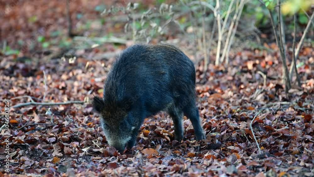 Wild boar search feed in the forest, autumn, (sus scrofa), germany Wild boar search feed in the forest, autumn, (sus scrofa), germany