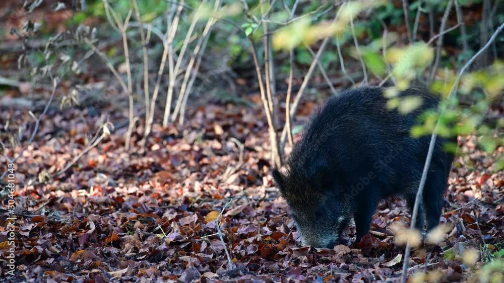 Wild boar serach feed in the forest, autumn, (sus scrofa), germany Wild boar serach feed in the forest, autumn, (sus scrofa), germany