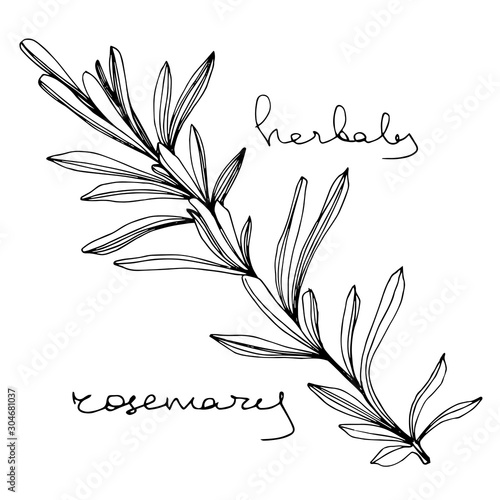 Vector Herbal floral foliage. Black and white engraved ink art. Isolated herbal illustration element.