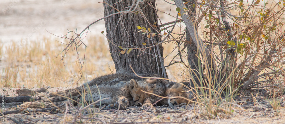 Three cheetah cubs lying under a tree, Etosha national park, Namibia, Africa Three cheetah cubs lying under a tree, Etosha national park, Namibia, Africa