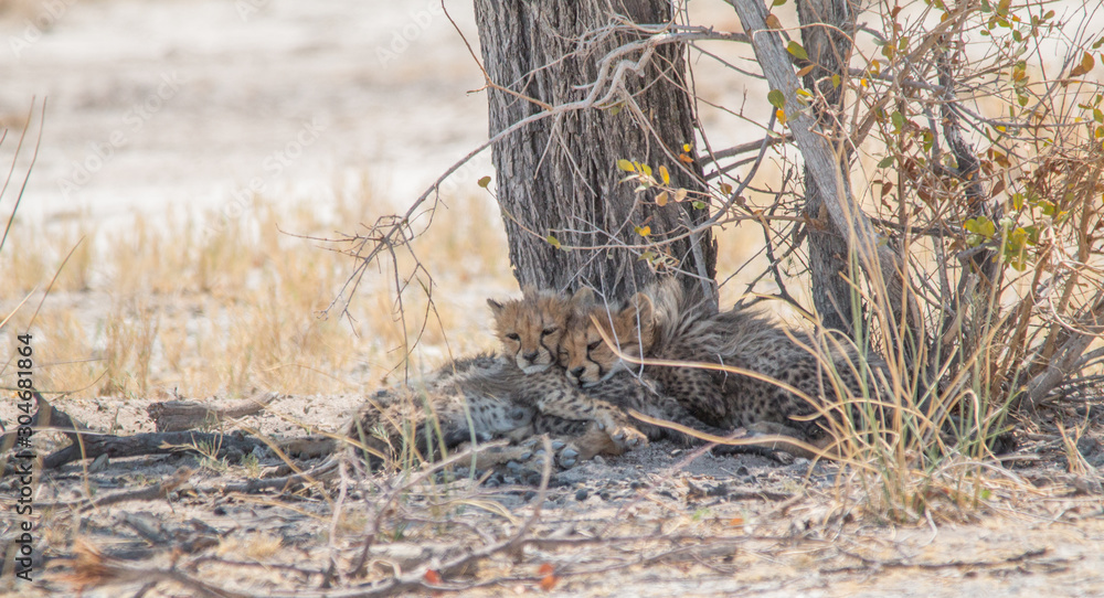 Three cheetah cubs lying under a tree, Etosha national park, Namibia, Africa Three cheetah cubs lying under a tree, Etosha national park, Namibia, Africa