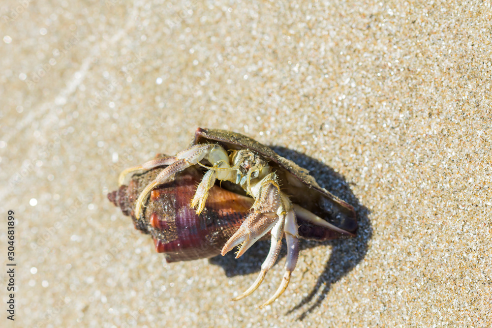 hermit crab on the beach in Hua Hin  Thailand.