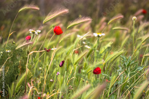 Red poppies and green grass in spring, Spain, Madrid.