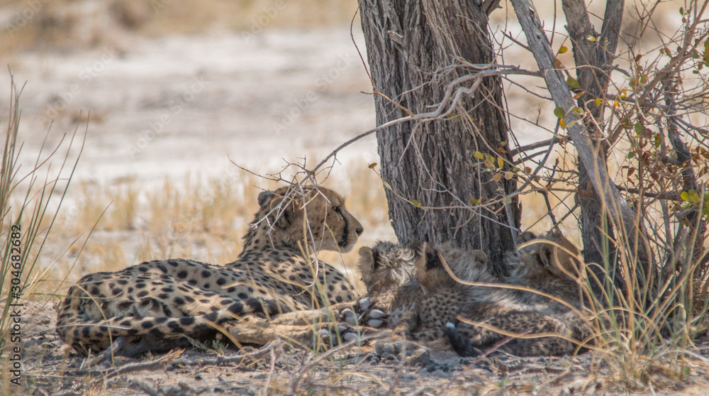 A mother cheetah with three cubs under a tree, Etosha national park, Namibia, Africa
