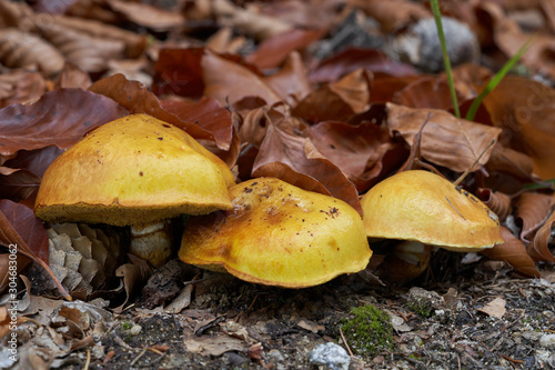 Edible mushroom Suillus grevillei in the mixed forest. Known as Greville's bolete or larch bolete. Yellow mushroom in the leaves on a forest path. Autumn time in the forest. photo