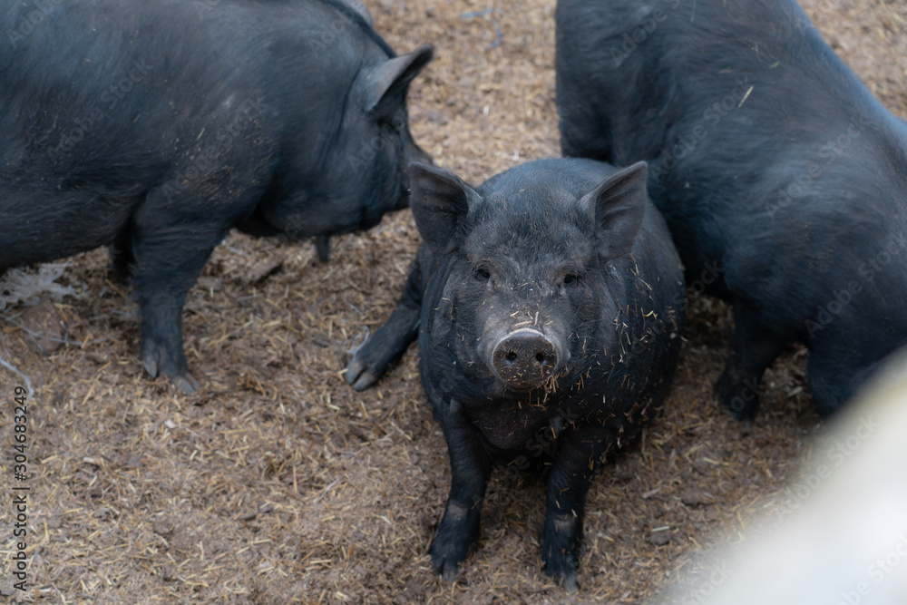 Mallorcan black pig in a stable, native breed of Mallorca, with which different typical food products are manufactured, such as sobrasada Mallorcan black pig in a stable, native breed of Mallorca, with which different typical food products are manufactured, such as sobrasada