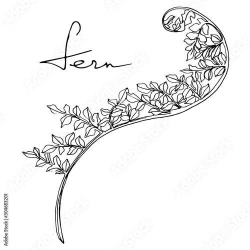 Vector Fern leaf. Leaf plant botanical foliage. Black and white engraved ink art. Isolated fern illustration element.