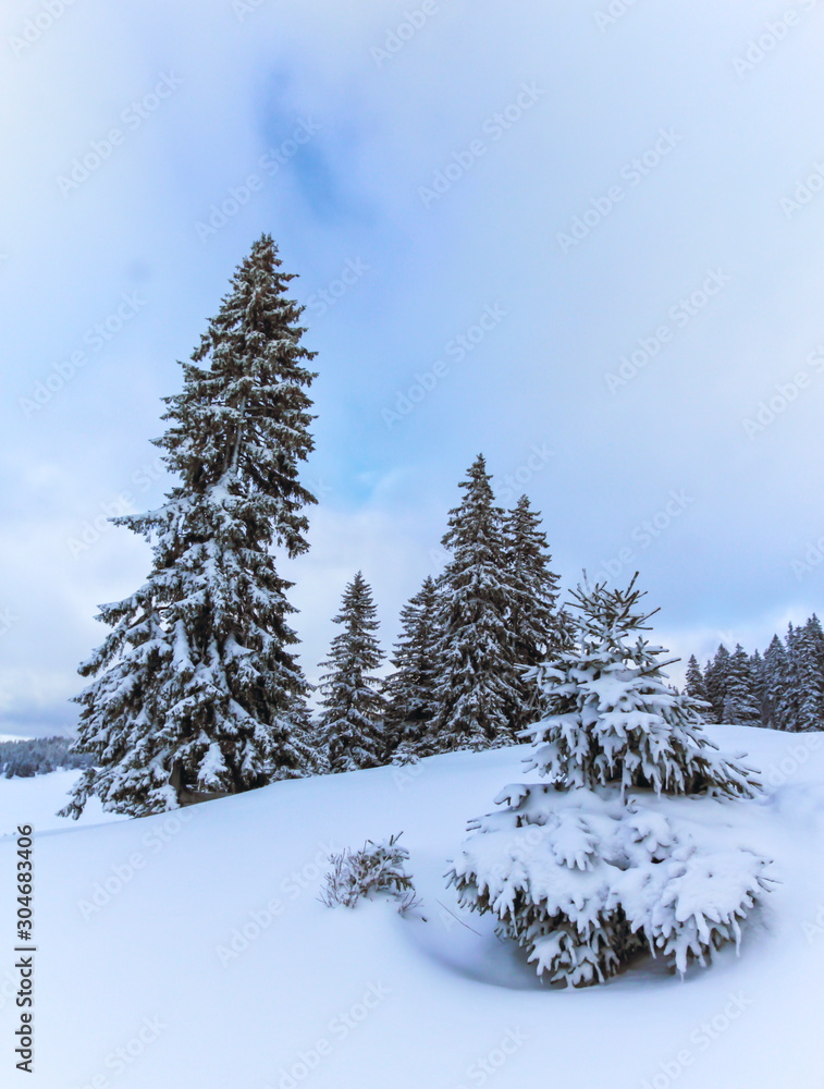 Trees in the Jura mountain by winter day, Switzerland