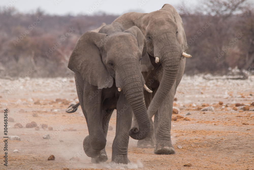 Elephants running towards the close by waterhole, Etosha national park, Namibia, Africa