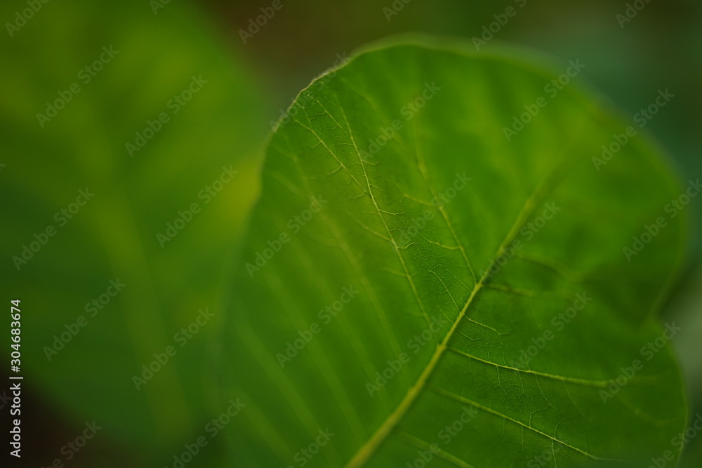 Fresh green leaf, macro photo, soft selective focus. Fresh green leaf, macro photo, soft selective focus.