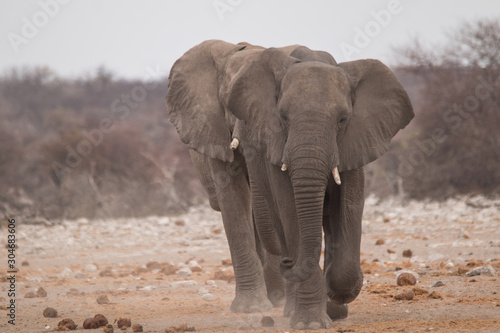 Elephants running towards the close by waterhole  Etosha national park  Namibia  Africa