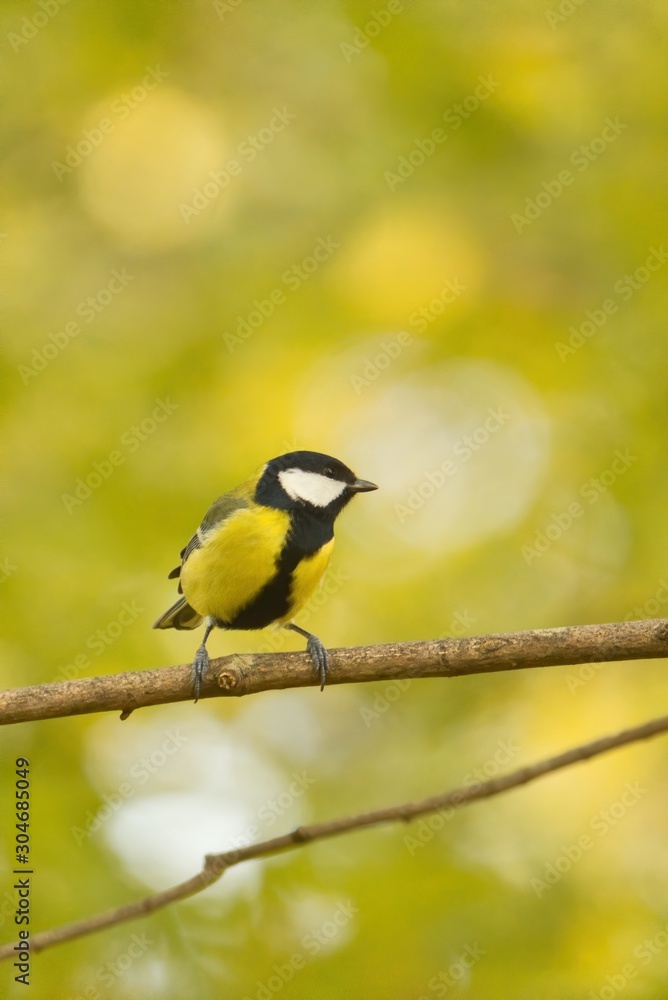 Eine Kohlmeise sitzt im Herbst auf einem Ast, Parus major Eine Kohlmeise sitzt im Herbst auf einem Ast, Parus major