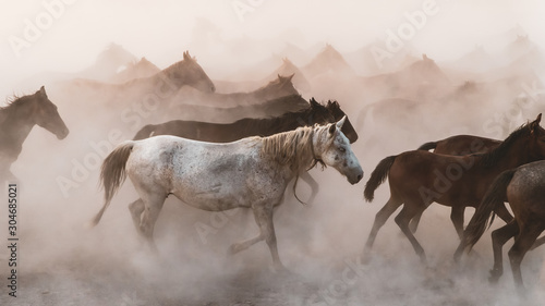 Fototapeta Naklejka Na Ścianę i Meble -  Horses running and kicking up dust. Yilki horses in Kayseri Turkey are wild horses with no owners