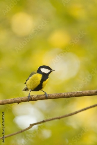 Eine Kohlmeise sitzt im Herbst auf einem Ast, Parus major