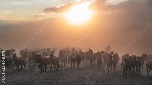 Horses running and kicking up dust. Yilki horses in Kayseri Turkey are wild horses with no owners © CanYalicn