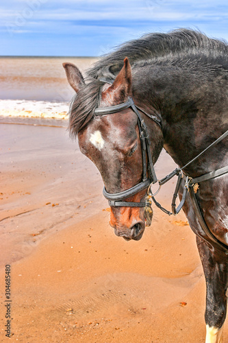 Stallion horse galloping along the sand with the sea water and blue sky in the backgrounds 