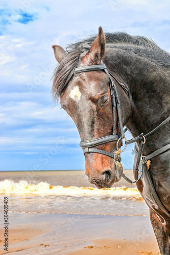 Stallion horse galloping along the sand with the sea water and blue sky in the backgrounds 