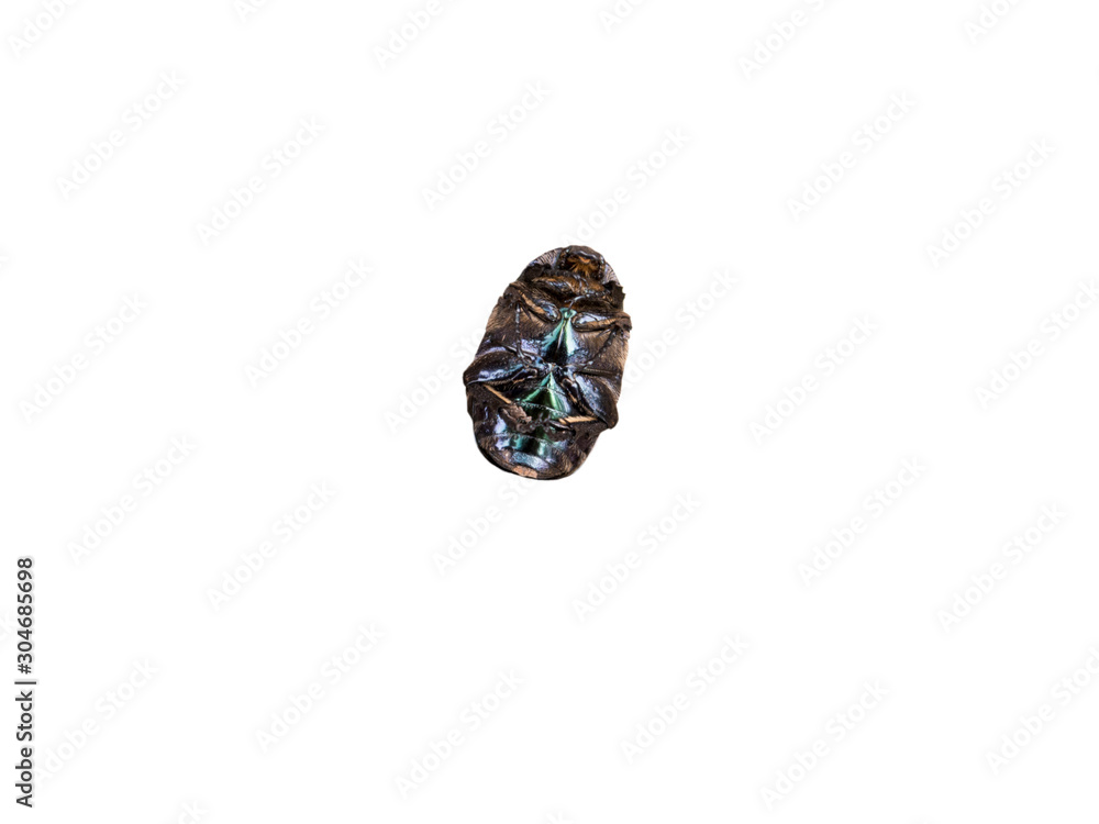 Green Cetonia aurata bug curl up top view isolated Green Cetonia aurata bug curl up top view isolated