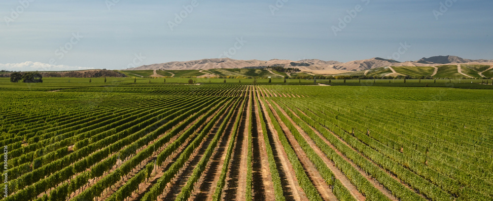 vineyards in south island new zealand vineyards in south island new zealand