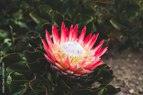 Madiba Protea with a green background. photo