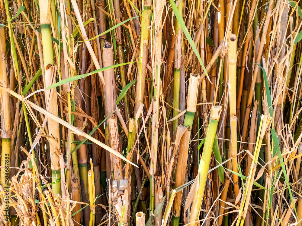 Obraz premium Natural texture of dry growing bamboo tubes. Floral and herbal pattern of clipped cane plants