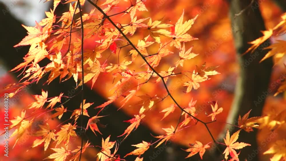 風に揺れる紅葉