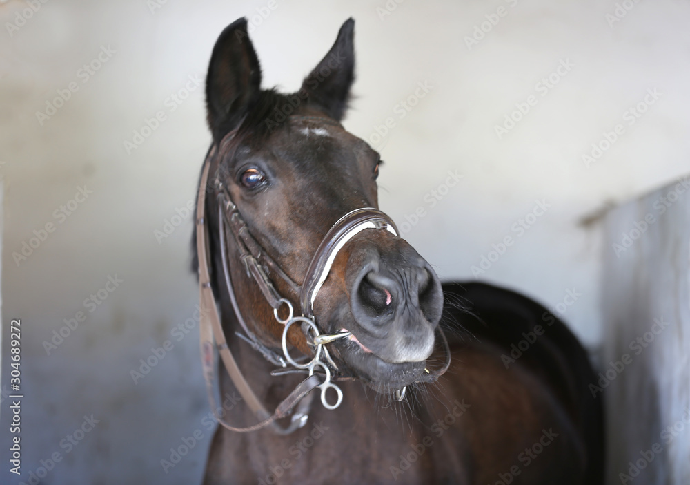 Fototapeta Closeup head shot of a beautiful stallion in the stable door