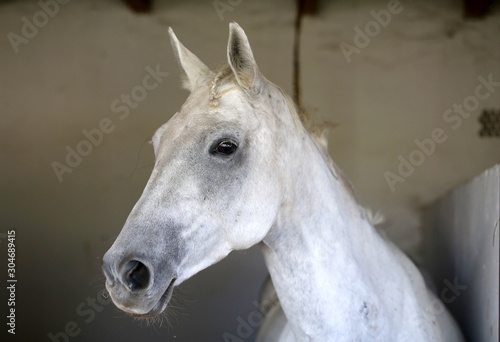 Portrait of a beautiful saddle horse in the barn © acceptfoto