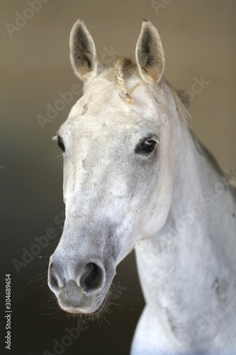 Closeup head shot of a beautiful stallion in the stable door © acceptfoto