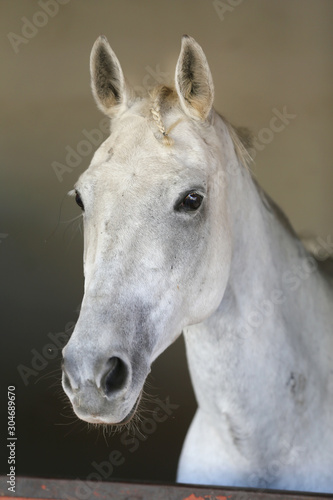 Fototapeta Naklejka Na Ścianę i Meble -  Closeup head shot of a beautiful stallion in the stable door
