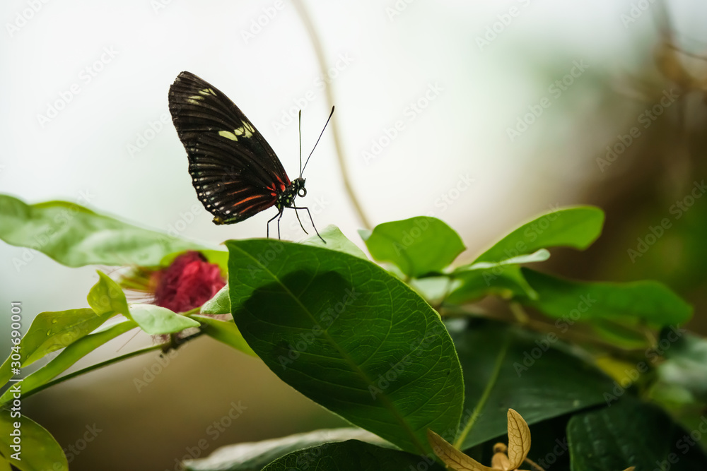 Doris longwing butterfly on a plant Doris longwing butterfly on a plant