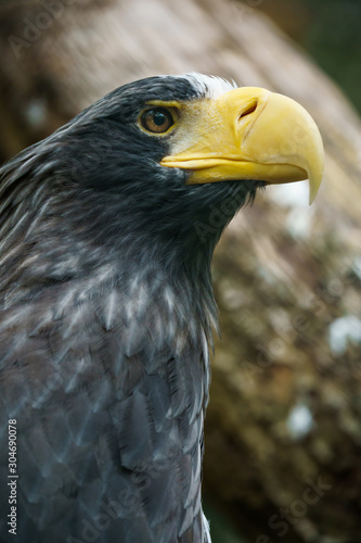 Portrait of a Stellers sea eagle
