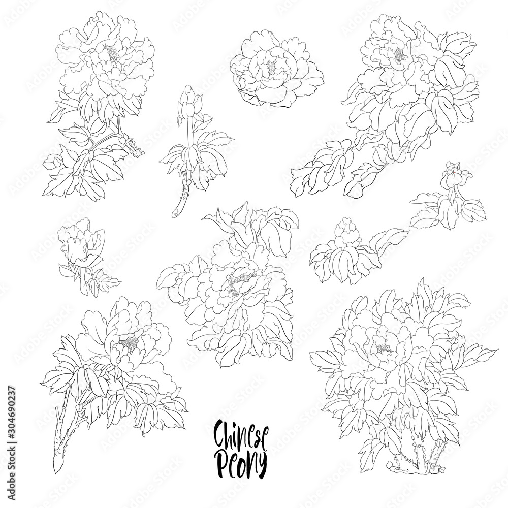Peony tree branch with flowers with pheasants in the style of Chinese painting on silk Set of elements for design Outline hand drawing vector illustration..