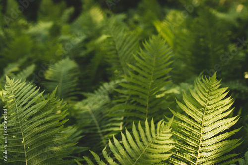 fern in the forest  a ray of sun on the leaves of a fern