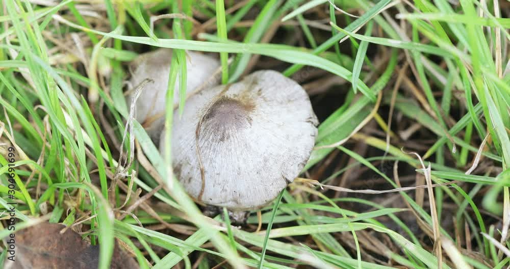 Dumplings mushrooms in the grass Dumplings mushrooms in the grass
