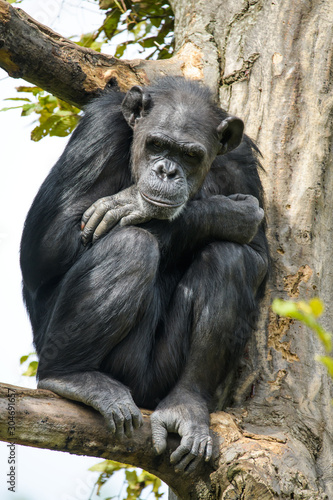 Chimpanzee sitting in a tree © Thorsten Spoerlein