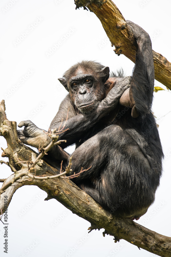 Obraz premium Chimpanzee sitting in a tree