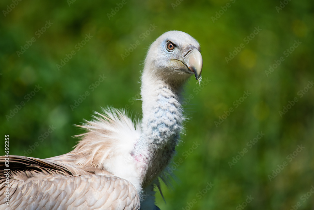 Closeup portrait of a eurasian griffon Closeup portrait of a eurasian griffon