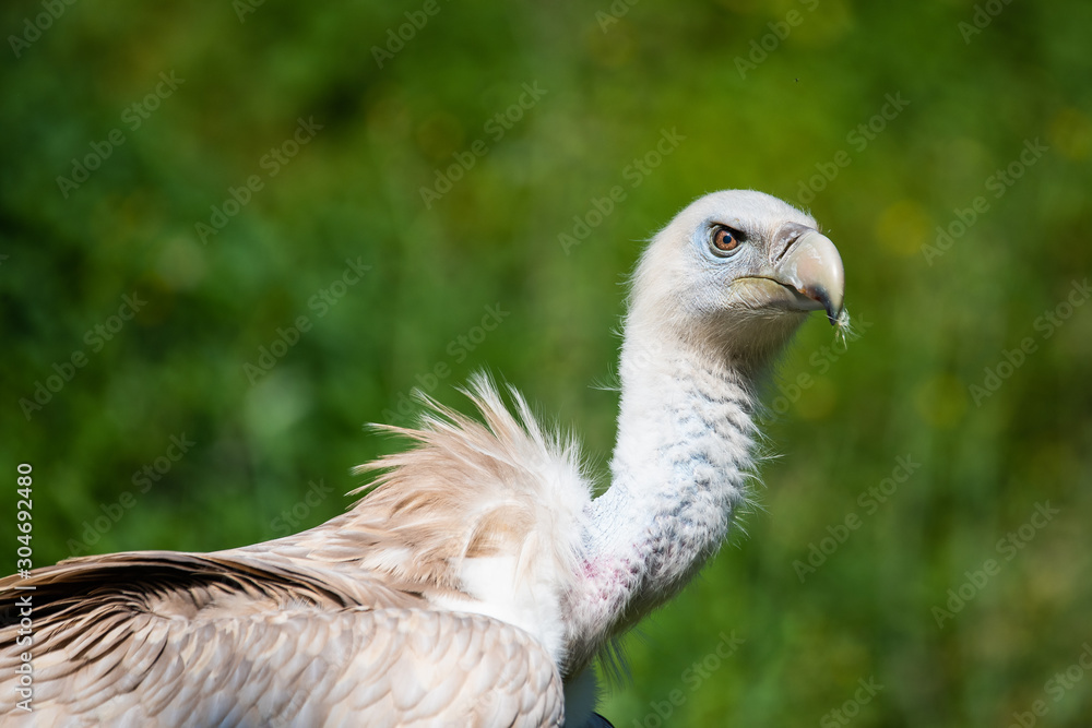 Closeup portrait of a eurasian griffon Closeup portrait of a eurasian griffon