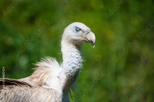 Closeup portrait of a eurasian griffon