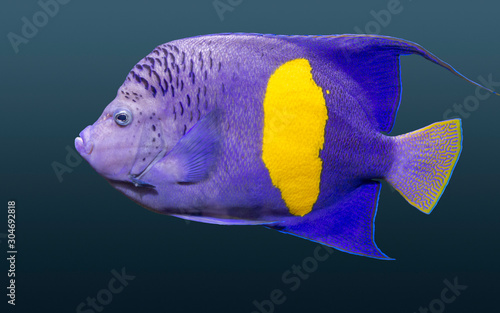 halfmoon angelfish © PRILL Mediendesign