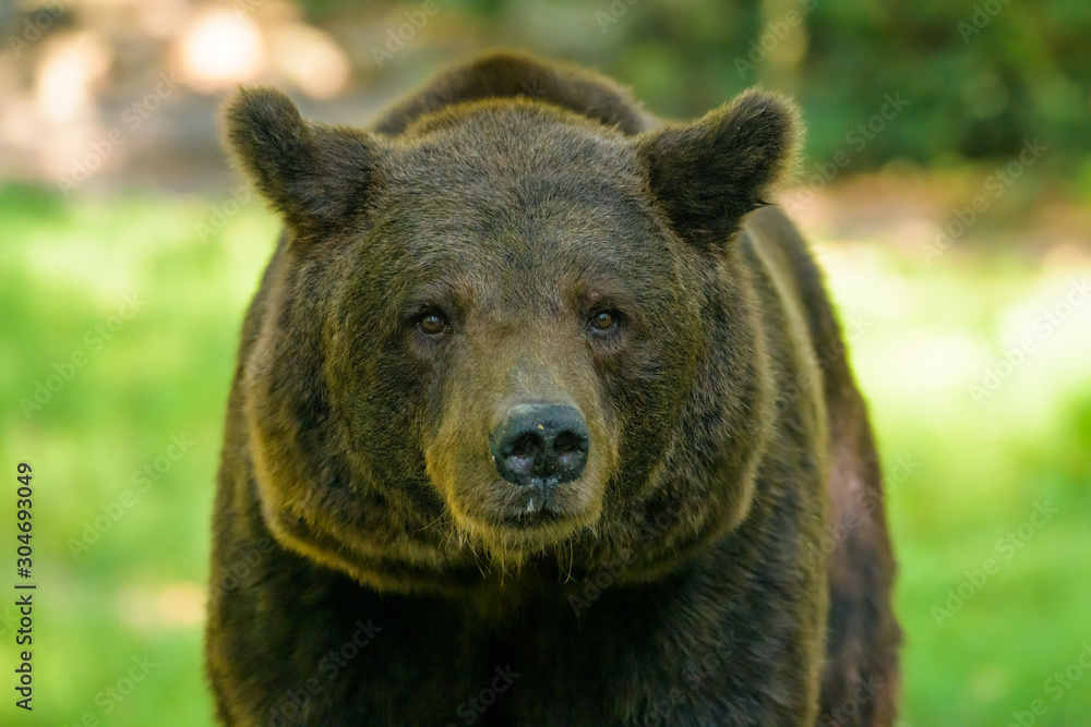 Closeup of a european brown bear