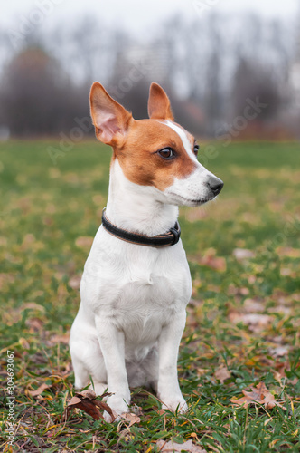 portrait of cute red dog jack russell terrier in autumn fall park