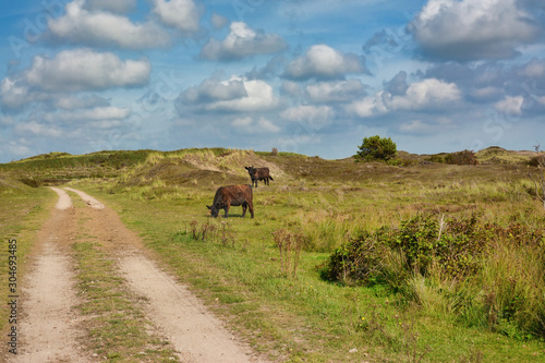 National park De Muy with dark brown Galloway cattle in the Netherlands on island Texel 