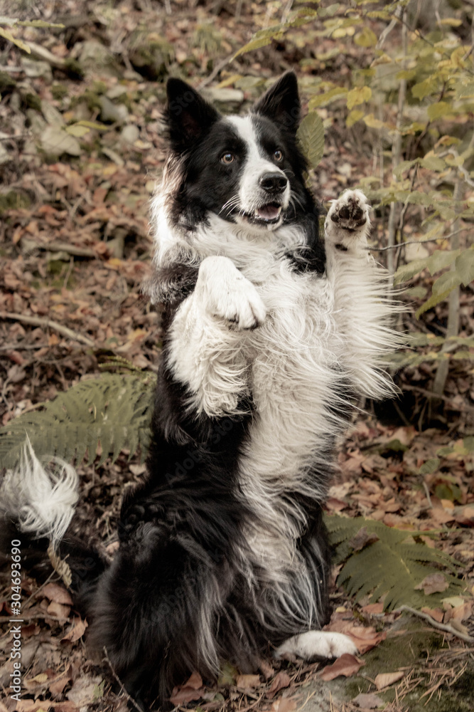 Fototapeta premium Bordercollie