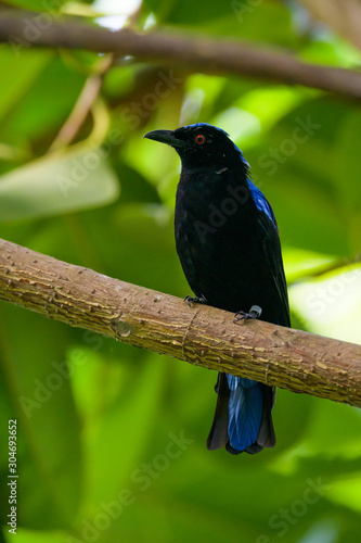 Asian fairy bluebird in a tree