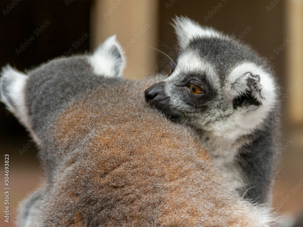 Obraz premium Ring-tailed lemurs