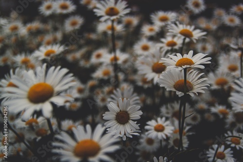 yellow flowers on a background