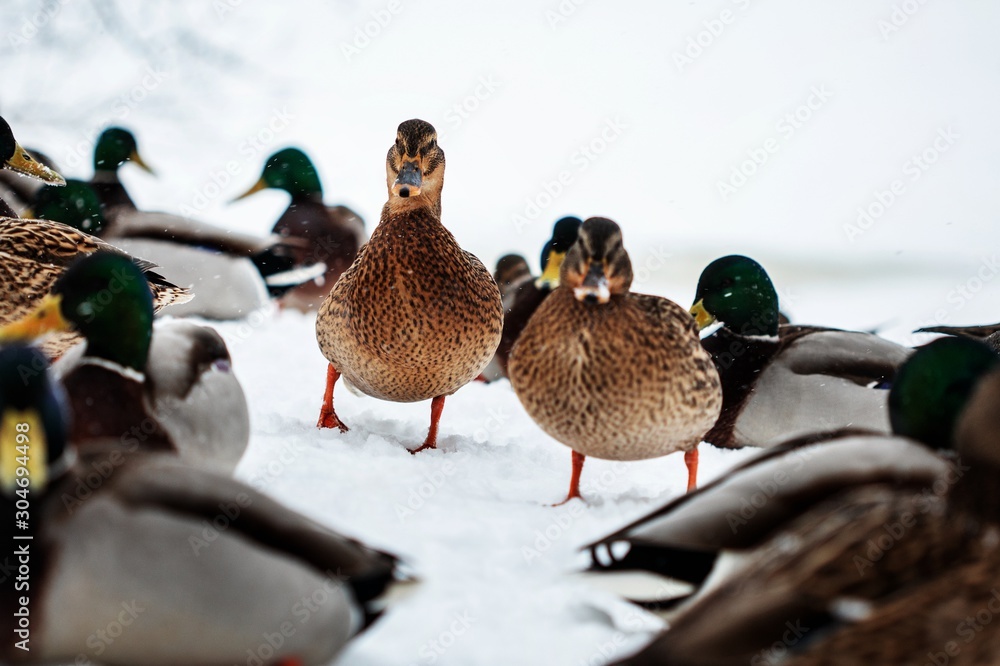 mallards mallards